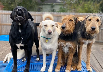 Image of Port City Pups service in Mobile, Alabama, United States Image of Port City Pups service in Mobile, Alabama, United States