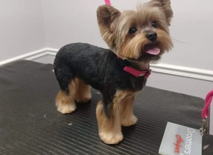 Image of Paws on Pinehill LLC service in Mobile, Alabama, United States