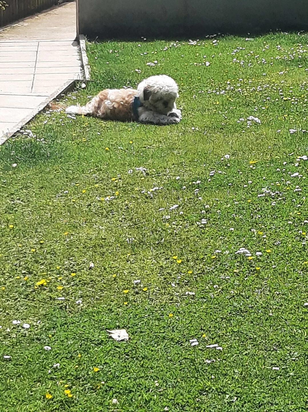 Image of chrissy pet sitting and dog walking service service in Dungannon, Northern Ireland, United Kingdom Image of chrissy pet sitting and dog walking service service in Dungannon, Northern Ireland, United Kingdom