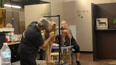 Image of A Dog Refined service in Phoenix, Arizona, United States Image of A Dog Refined service in Phoenix, Arizona, United States
