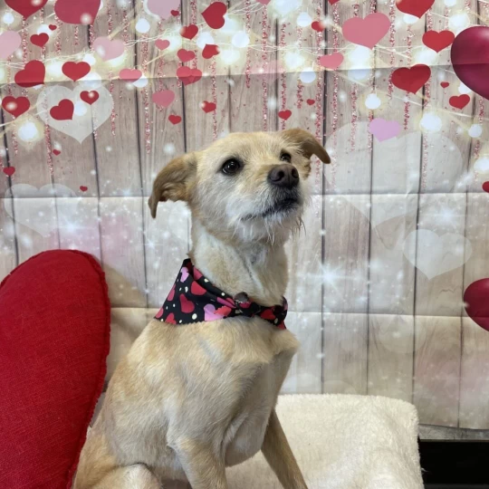 Image of Betty's Dog Wash & Grooming service in Phoenix, Arizona, United States Image of Betty's Dog Wash & Grooming service in Phoenix, Arizona, United States