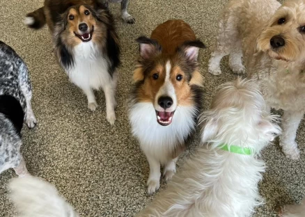 Image of Hounds Lounge Pet Resort and Spa - WLR service in Little Rock, Arkansas, United States Image of Hounds Lounge Pet Resort and Spa - WLR service in Little Rock, Arkansas, United States