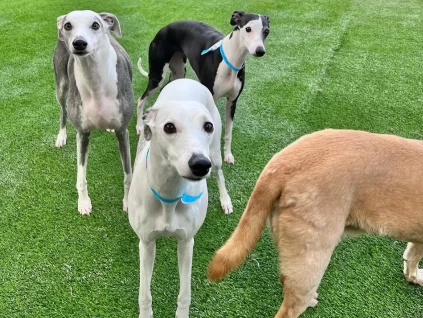 Image of Hounds Lounge Pet Resort and Spa - Bryant service in Bryant, Arkansas, United States