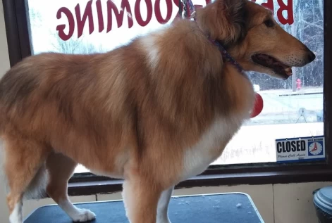 Image of Best Grooming By Lana service in Carbondale, Colorado, United States