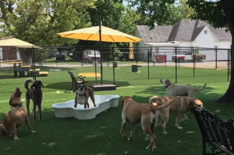 Image of Doggie Stylez Inc service in Marion, Illinois, United States