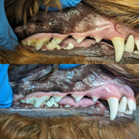 Image of Coastal K9's Teeth Cleaning service in Courtenay, British Columbia, Canada Image of Coastal K9's Teeth Cleaning service in Courtenay, British Columbia, Canada