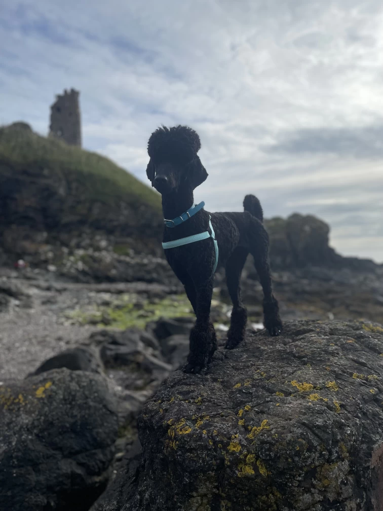 Image of charlottes dog walking service in Ayr, Scotland, United Kingdom Image of charlottes dog walking service in Ayr, Scotland, United Kingdom