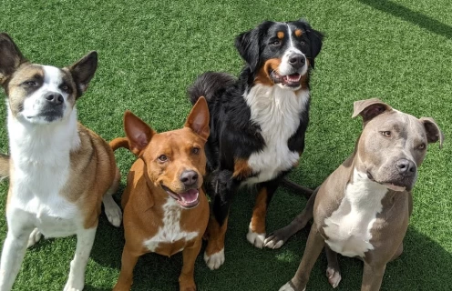 Image of Paw Commons Pet Resort - Hillcrest service in San Diego, California, United States