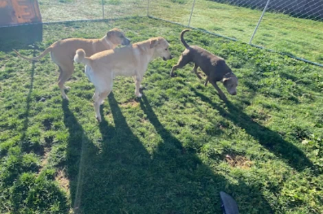 Image of Mr. Rogers Dog Boarding & Day Care service in Gilbert, Arizona, United States Image of Mr. Rogers Dog Boarding & Day Care service in Gilbert, Arizona, United States