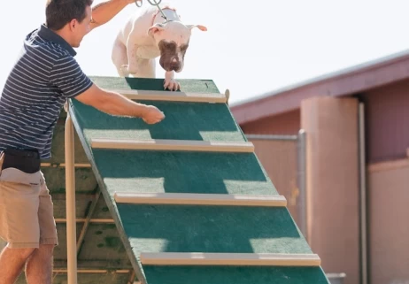 Image of Arizona Canine Center service in Mesa, Arizona, United States
