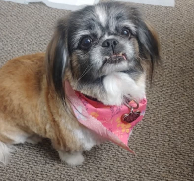 Image of Dogonegood Pet Grooming service in Mesa, Arizona, United States Image of Dogonegood Pet Grooming service in Mesa, Arizona, United States