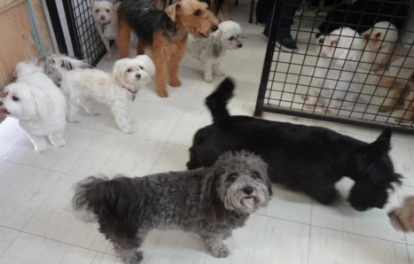 Image of Groomingdales Pet Salon service in Tucson, Arizona, United States