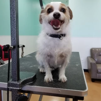 Image of Scruffy To Fluffy service in Tucson, Arizona, United States Image of Scruffy To Fluffy service in Tucson, Arizona, United States