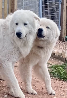 Image of Rivendell Kennels service in Lagos, Algarve, Portugal