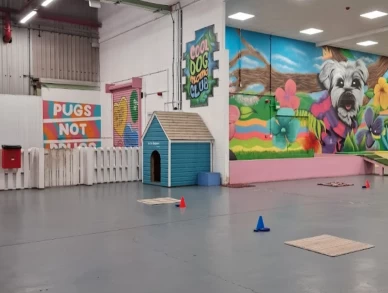 Image of Dogs Go Training Academy & Day Care service in Birkenhead, England, United Kingdom