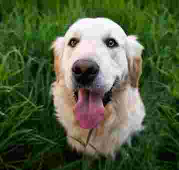 Image of We Call It Puppy Luv service in South Salt Lake, Utah, United States