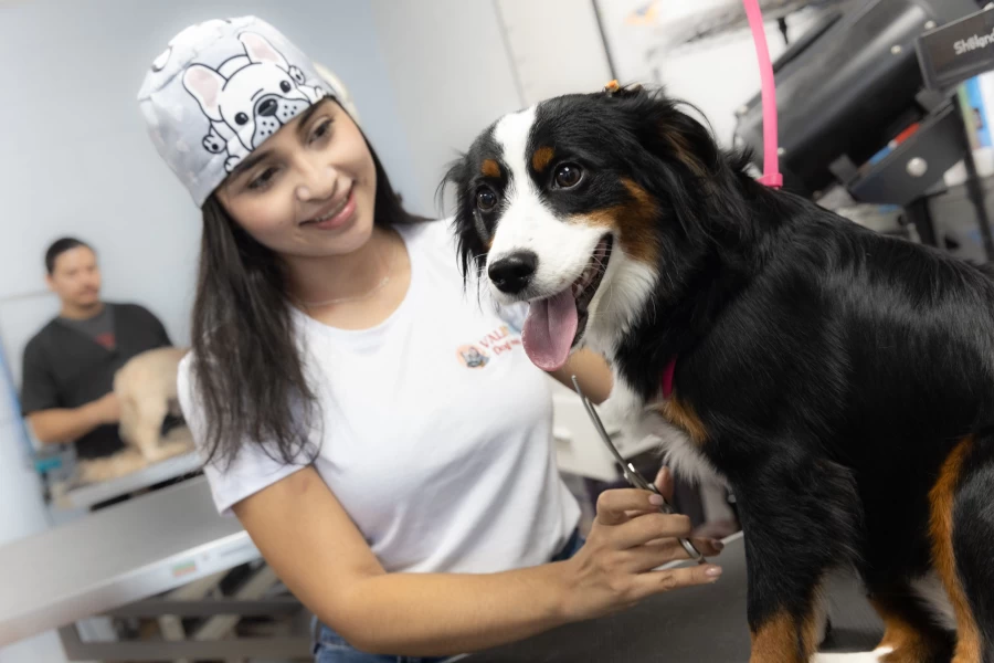 Image of Valentine’s Dog Grooming service in Los Angeles, California, United States Image of Valentine’s Dog Grooming service in Los Angeles, California, United States