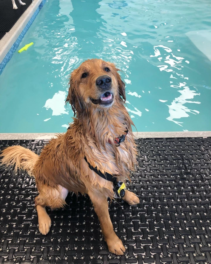 Image of Aqua Pups service in Charlotte, Michigan, United States