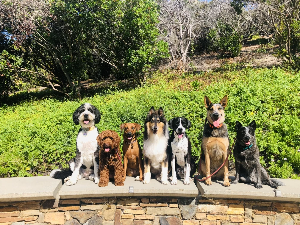 Image of Pack Walk Adventures service in San Marcos, California, United States Image of Pack Walk Adventures service in San Marcos, California, United States