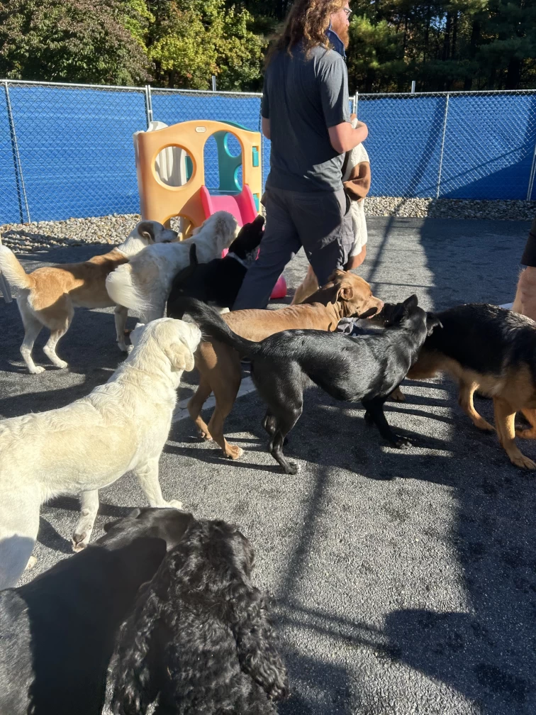 Image of Life is Dog, Inc service in Marlborough, Massachusetts, United States Image of Life is Dog, Inc service in Marlborough, Massachusetts, United States