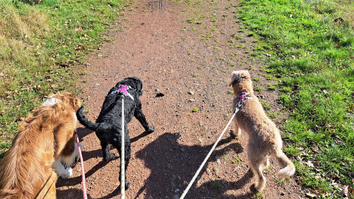 Image of Liz's Dog Walking & Pet Services service in Castleford, England, United Kingdom Image of Liz's Dog Walking & Pet Services service in Castleford, England, United Kingdom