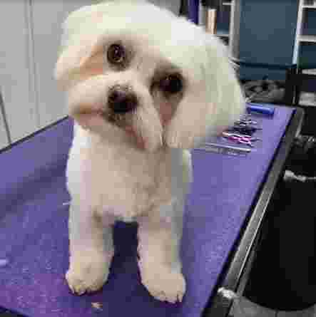 Image of Hundefriseur Pfotentreu service in Dusseldorf, Nordrhein-Westfalen, Germany