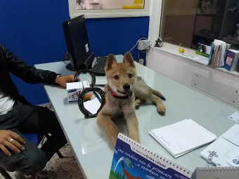 Image of CENTRO VETERINARIO Dott.ssa Alessandra Di Martino service in Palermo, Sicilia, Italy