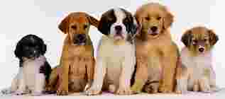 Image of Top Notch Dog Training service in Village of Wappingers Falls, New York, United States Image of Top Notch Dog Training service in Village of Wappingers Falls, New York, United States