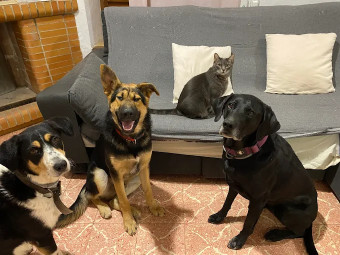 Image of Centro veterinario especializado "El Malecón" service in Murcia, Murcia, Spain