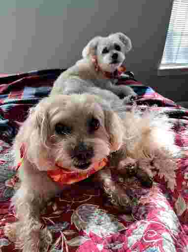 Image of Angels Have Paws Pet Salon service in Tallahassee, Florida, United States