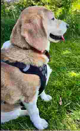 Image of Vets for Pets - Liverpool Old Swan service in Liverpool, England, United Kingdom