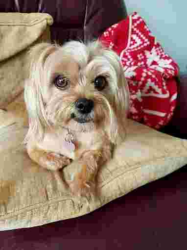 Image of Simply Pets & Grooming service in Ferndown, England, United Kingdom