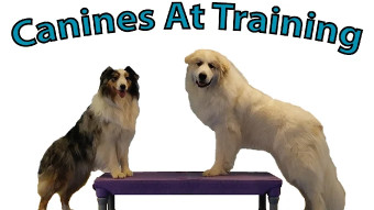 Image of Canines At Training service in Reisterstown, Maryland, United States