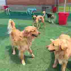 Image of Larry's Dog Boarding & Dog Day Care service in Irving, Texas, United States Image of Larry's Dog Boarding & Dog Day Care service in Irving, Texas, United States