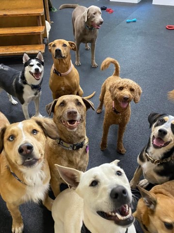 Image of Cedar Bend Kennels service in Knoxville, Tennessee, United States