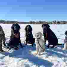Image of Diggers Dog Walking service in Minneapolis, Kansas, United States