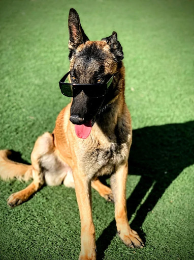 Image of DOGMA -Francisco Domínguez service in Chihuahua, Chihuahua, Mexico