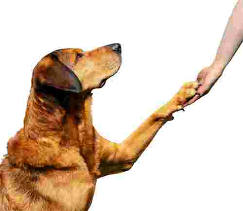 Image of Hundeschule Frankfurt - hampelhund Hundetraining service in Frankfurt am Main, Hessen, Germany
