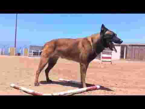 Image of K9 de Baja California service in Tijuana, Baja California, Mexico
