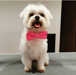 Image of Mascotiñas Ourense service in Ourense, Ourense, Spain