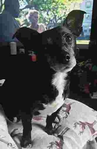 Image of Vets4Pets - Widnes service in Widnes, Cheshire, United Kingdom