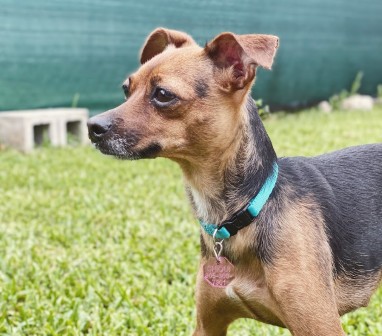 Image of Miami Dog Sitting and Boarding service in South Miami, Florida, United States