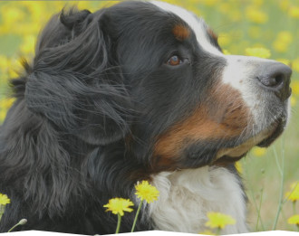 Image of Mensch-Hund-Team-Company service in Oyten, Niedersachsen, Germany
