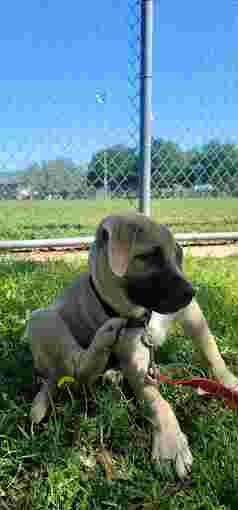 Image of Doug the Dog Boy service in Austin, Minnesota, United States