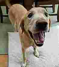 Image of Burke Centre Pet Sitting service in Burke, Virginia, United States