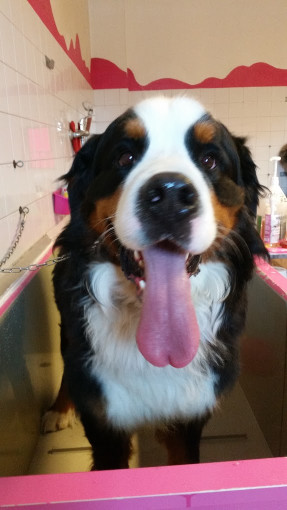 Image of Pets Mania di Giovanetti Giorgia service in Padova, Veneto, Italy