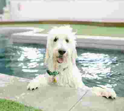 Image of Unleashed Dog Hotel service in Murray, Kentucky, United States
