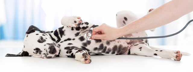 Image of Clinique Veterinaire De La Valentine service in Marseille, Bouches-du-Rhone, France