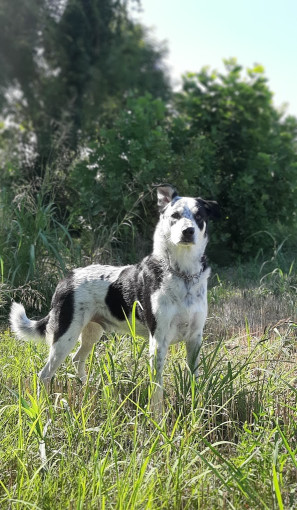 Image of La mia Cuccia sas service in Mogliano Veneto, Veneto, Italy