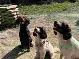 Image of Pat's Pet Store service in Sheffield, England, United Kingdom